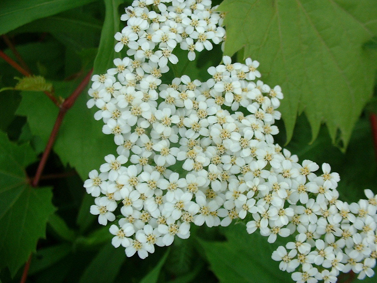 Achillea millefolium